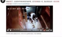 最新爆料家暴男子是谁,涉嫌家暴男子身份揭晓，真相令人震惊