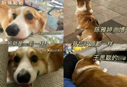 狗崽直播爆料汪小菲视频,独家爆料引热议