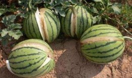 圈内人爆料网红cy的瓜,揭秘背后不为人知的秘密