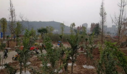 新春园林爆料最新消息,揭秘园林行业新春动向与热点！