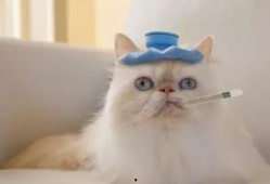 娱乐吃瓜菌猫猫,揭秘娱乐圈那些不为人知的幕后故事