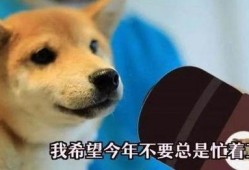 一个狗狗最新爆料视频播放,揭秘宠物界的秘密生活