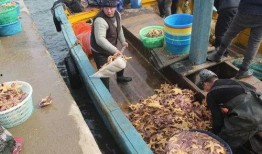青岛海边爆料最新消息,惊现神秘海生物引发热议
