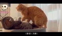 喵星人 在线观看,萌宠奇遇记，在线观看欢乐无限